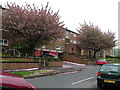 Trees in Blossom with flats behind