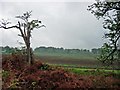 Farmland Near Ranby Hall