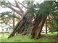 Yew Tree in Rotherfield Churchyard