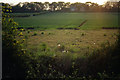 Farmland near Cloudesley Bush