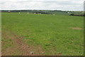 Farmland to the west of Burrington