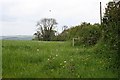 Spring Grain Field and Hedge