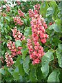 Pink Horse Chestnut Flower