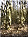 SU9839 : Coppiced trees at Hydon Heath, Hambledon by Humphrey Bolton