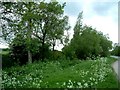 Wayside Willows & Poplars