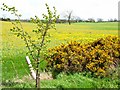 A fine crop of dandelions