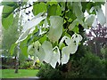 St Davida or Pocket Handkerchief Tree (detail of bracts)