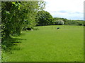 Field at Oakhurst Farm