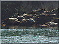 SM7405 : Seals by the Haven by dave challender