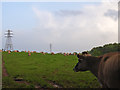 SU6657 : Cows at Goddard's Farm by Andrew Smith