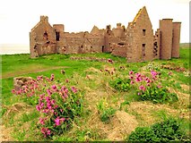 NK1036 : Cliff top flowers at Slains Castle by Martyn Gorman