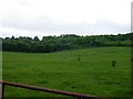 Cattle in a field on Lord Lambton