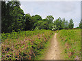 Footpath at Foulford, Ringwood