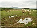 A Sheep Reflects on Life