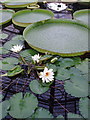 TQ1877 : Water lilies at Kew Gardens by David Hawgood