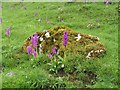 SK0970 : Early Purple Orchid, Horseshoe Dale by Dave Dunford