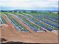 Strawberry field near Kettins