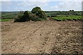 Potato Field