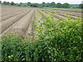 Farmland near Snape