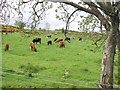 Garadrum Townland