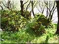 NM6862 : Woodland beside Loch Sunart by Richard Webb