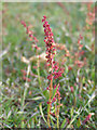 Sorrel growing on Blackwell Common