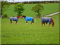 Horses at Blairs Farm