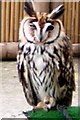 Owl at Garden Centre