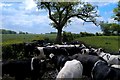 SJ5964 : Dairy cattle at Lower Farm, Little Budworth by Mike Harris