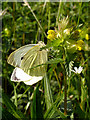 Large White Butterfly on Hay Rattle