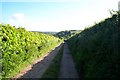 Track to Higher Combepark