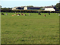 Cattle in the field