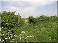 Footpath to Barnby