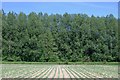 New crops, Coombe, near Landrake