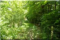 Leafy track, Coombe, near Landrake