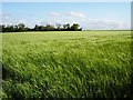 Barley, Dunmore