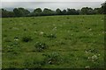 Beautiful stretch of meadow.