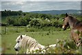 Horses checking me out, just!