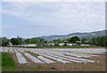 Field of Maize