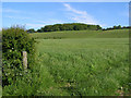 View towards Roundbushes Copse from Monarchs Way footpath