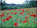 Poppies