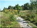 Avon Heath Country Park, Dorset