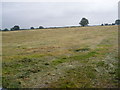 Grass cut for silage