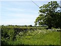 Mynydd llan fields and trees