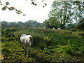 Farmland near Llanystumdwy