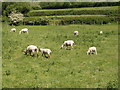 Shorn sheep with lambs on Oakcroft Farm, Piddington