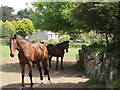 Horses near Tregender