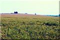 Barley field, Newhall