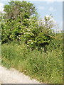 Elder bush in hedge, Stoke Talmage