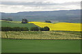 Field of flowering rhubarb